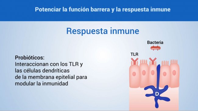 Potenciaci&oacute;n de la funci&oacute;n barrera y la respuesta
