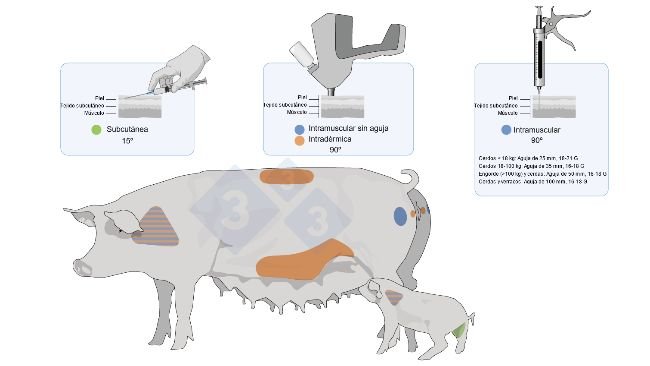 Figura 3. Los puntos de aplicaci&oacute;n y tipos de&nbsp;vacunas en cerdos y lechones.
