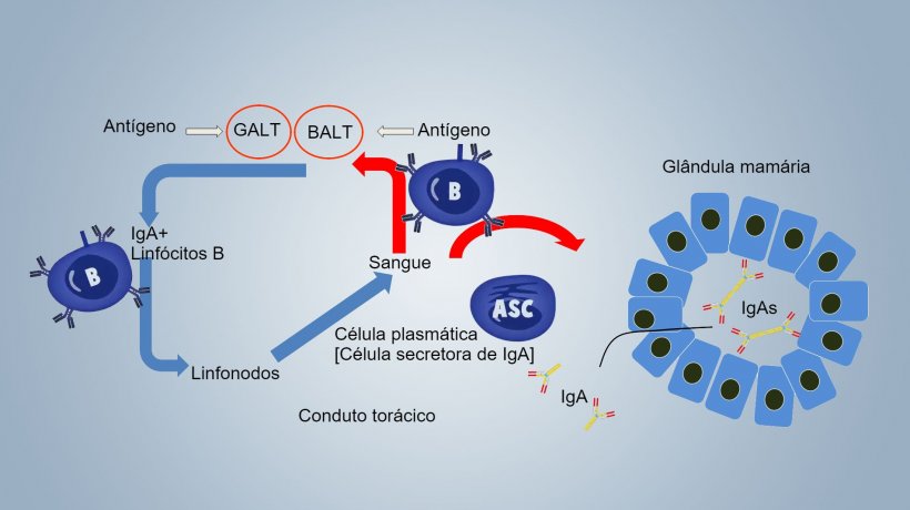 Figura 1. Esquema da imunidade lactog&ecirc;nica
