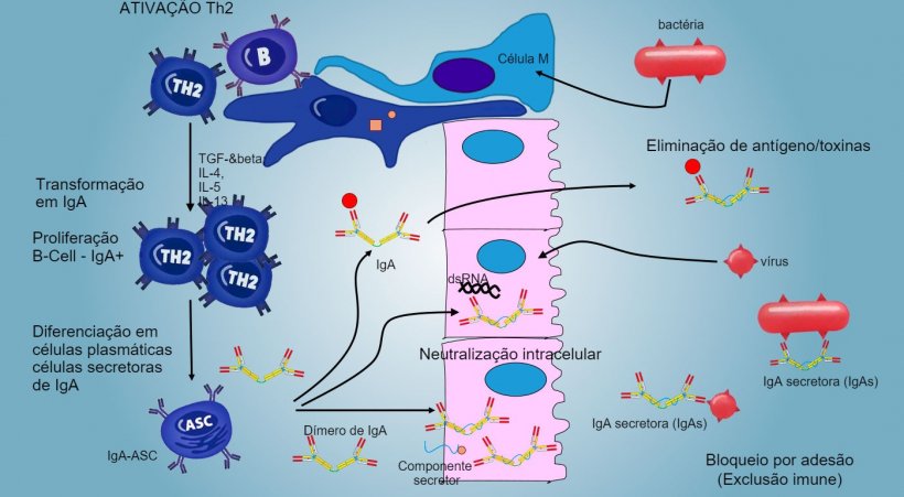 Figura&nbsp;6: A &quot;mudan&ccedil;a&quot; em IgA regula-se principalmente atrav&eacute;s da ativa&ccedil;&atilde;o de linf&oacute;citos Th2 com produ&ccedil;&atilde;o de citocinas TGF-&beta;, IL-4, IL-5, IL-13. O d&iacute;mero de IgA segregado une-se a um receptor (pIgR) na superf&iacute;cie basal das c&eacute;lulas epiteliais. O complexo vai para dentro da c&eacute;lula e, antes de migrar atrav&eacute;s da superf&iacute;cie luminar, o receptor divide-se e a IgA permanece unida ao res&iacute;duo do receptor (componente secretor).
