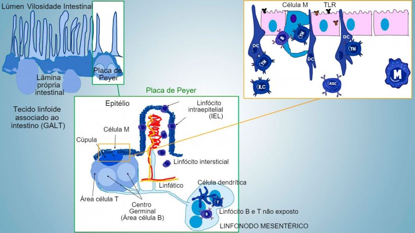 Figura&nbsp;1: Representa&ccedil;&atilde;o esquem&aacute;tica dos tecidos linfoides&nbsp;associados ao intestino: placas de Peyer&nbsp;(PPs), fol&iacute;culos isolados e linfonodos mesent&eacute;ricos.
