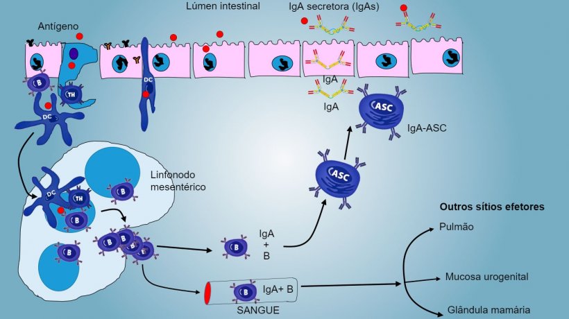 Figura&nbsp;4: Produ&ccedil;&atilde;o de IgA em&nbsp;linfonodos mesent&eacute;ricos e&nbsp;resposta sist&eacute;mica.&nbsp;Os linf&oacute;citos B e&nbsp;T em&nbsp;prolifera&ccedil;&atilde;o e ativados migram da linfa para o sangue, no su&iacute;no diretamente atrav&eacute;s das v&eacute;nulas endoteliais altas (HEV), a maioria regressando&nbsp;ao&nbsp;intestino ou alcan&ccedil;ando outras superf&iacute;cies mucosas (s&iacute;tios efetores) como pulm&atilde;o, gl&acirc;ndula mam&aacute;ria e aparelho urogenital.
