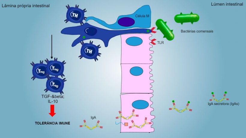 Figura&nbsp;2: Uma toler&acirc;ncia imune&nbsp;&eacute; induzida contra bact&eacute;rias comensais,&nbsp;mediada&nbsp;por linf&oacute;citos Treg com&nbsp;produ&ccedil;&atilde;o de citocinas&nbsp;como IL-10 e&nbsp;TGFb. Particularmente, no&nbsp;intestino, a secre&ccedil;&atilde;o de IgA espec&iacute;fica bloqueia a ader&ecirc;ncia de&nbsp;bact&eacute;rias comensais, modulando assim a composi&ccedil;&atilde;o da microbiota e&nbsp;evitando a sua invas&atilde;o e dispers&atilde;o&nbsp;sist&ecirc;mica.
