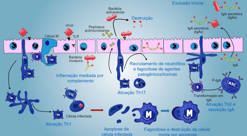 Figura&nbsp;5. Vis&atilde;o integrada da&nbsp;resposta&nbsp;imune&nbsp;contra agentes patog&ecirc;nicos a n&iacute;vel da&nbsp;mucosa.
