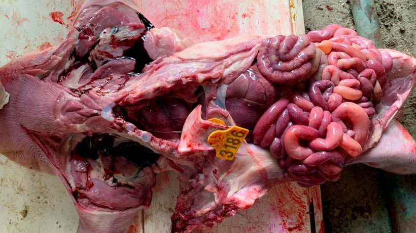 Imagem&nbsp;2: Trato digestivo de um leit&atilde;o com&nbsp;uma grande congest&atilde;o do intestino delgado com&nbsp;conte&uacute;do l&iacute;quido amarelado. Nesse caso, foi diagnosticada E. coli beta-hemol&iacute;tica.
