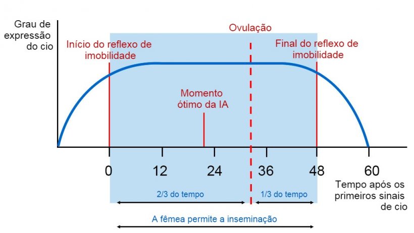 Figura 1. Representa&ccedil;&atilde;o gr&aacute;fica do reflexo de imobilidade, ovula&ccedil;&atilde;o e momento &oacute;timo de IA em uma porca com cio de 60h. Fonte Carles Casanovas.
