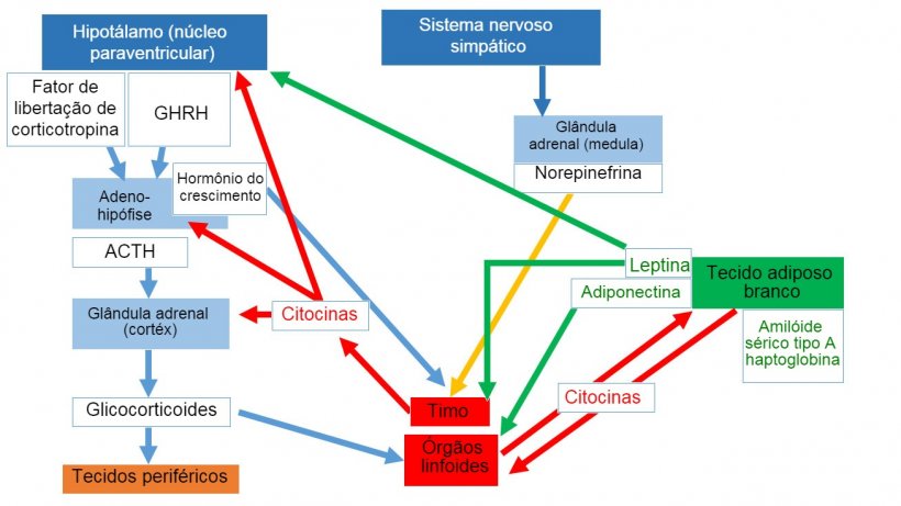 *Sistema neuroendoimunit&aacute;rio&nbsp;ACTH: horm&ocirc;nio adrenocorticotr&oacute;fico&nbsp;* GHRH: horm&ocirc;nio liberador&nbsp;de GH.
