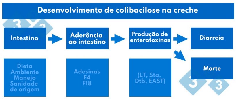 Quadro 2. Desenvolvimento de colibacilose na creche
