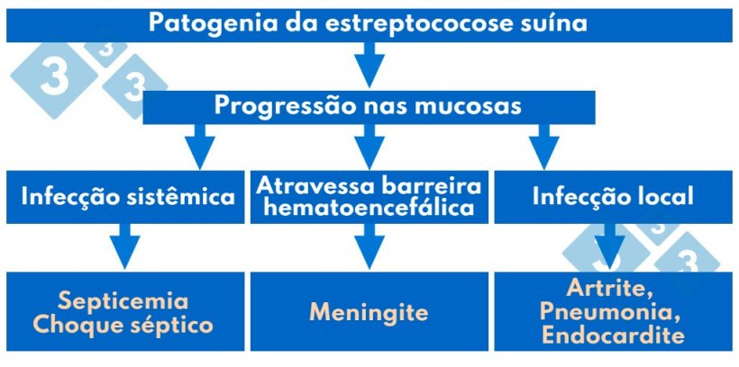 Tabela 1. Patog&ecirc;nese da&nbsp;estreptococose su&iacute;na.
