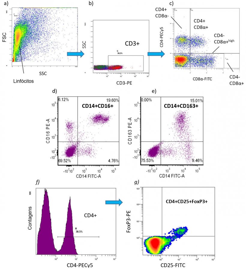 Fig. 2. Exemplos de fen&oacute;tipos de c&eacute;lulas imunes de citometria de fluxo de c&eacute;lulas imunit&aacute;rias quantificadas como percentagem ou valores absolutos [n&uacute;mero de c&eacute;lulas/ml de sangue]) em PBMC de su&iacute;no: ac) Sub-popula&ccedil;&otilde;es de linf&oacute;citos T: CD3 + CD4 + CD8- = linf&oacute;citos T auxiliares (Th) CD3 + CD4 + CD8 + = c&eacute;lulas T de mem&oacute;ria CD3 + CD4-CD8 + = linf&oacute;citos T citot&oacute;xicos (CTL) de) sub-popula&ccedil;&otilde;es de mon&oacute;citos pr&oacute;-inflamat&oacute;rios: CD172 + CD14 + CD16 + CD172 + CD16 + CD163 + CD172 + CD14 + CD163 + fg) CD4 + CD25 + FoxP3 + = linf&oacute;citos T regulat&oacute;rios (Tregs) ..
