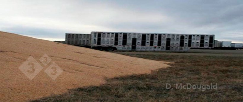 Imagem&nbsp;2. Proximidade de ve&iacute;culos de transporte contaminados e armazenamento externo de milho.&nbsp;Fonte:&nbsp;Dr. Doug McDougald.
