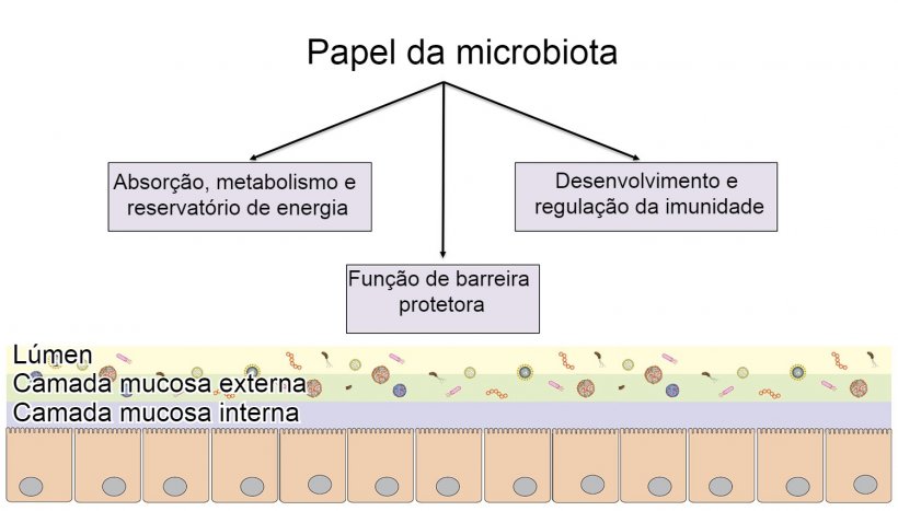 Fun&ccedil;&otilde;es da microbiota: barreira intestinal, digest&atilde;o e metabolismo de nutrientes e regula&ccedil;&atilde;o da imunidade.
