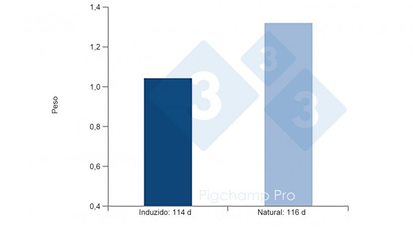 Figura 4: Compara&ccedil;&atilde;o do peso ao nascer de leit&otilde;es no parto induzido aos 114 d e do parto natural aos 116 d em f&ecirc;meas hiperprol&iacute;ficas (&iquest;Nos est&aacute;n pidiendo las cerdas el 3tres4? 1/2).
