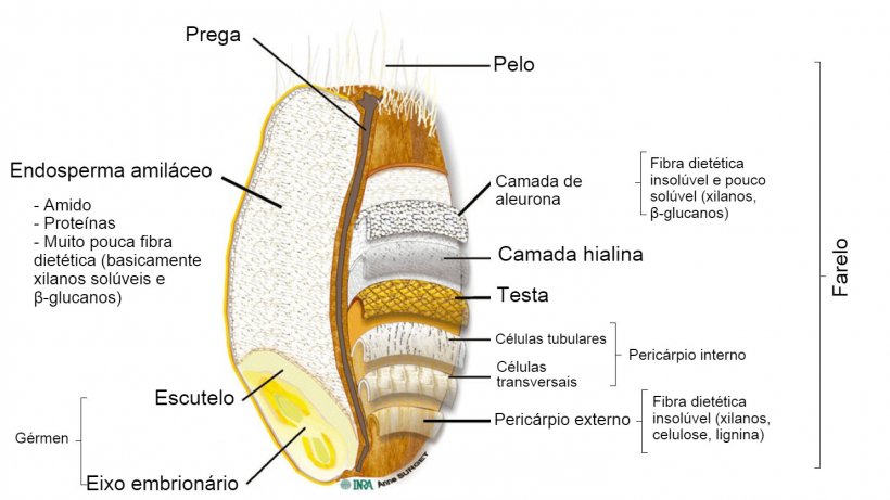 Figura 2. Se&ccedil;&atilde;o transversal de um gr&atilde;o de trigo integral com a localiza&ccedil;&atilde;o de suas partes. Adaptado por Knudsen (2014) por Surget e Barron (2005).
