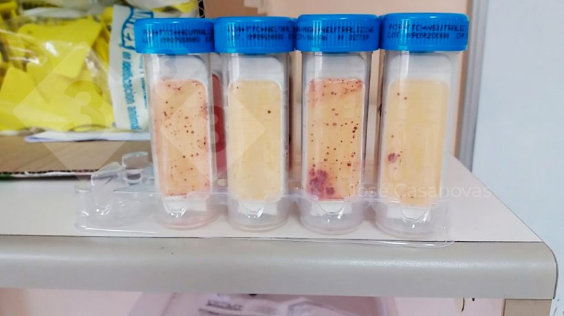 Figura 6. Laminoculturas utilizadas para monitorar a higiene ap&oacute;s a lavagem e desinfec&ccedil;&atilde;o em maternidade, desmame, transporte. Foto cedida por Jose Casanovas.
