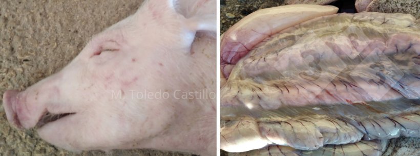 Foto 1 e&nbsp;2: Apar&ecirc;ncia do intestino de um leit&atilde;o afetado por edema.
