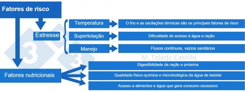 Esquema 2: Tabela de fatores de risco associados &agrave; apresenta&ccedil;&atilde;o de colibacilose.
