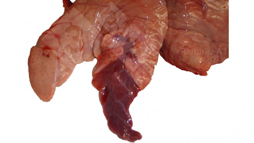 Figura 1. Imagem que mostra a consolida&ccedil;&atilde;o cranioventral cl&aacute;ssica associada com Mycoplasma hyopneumoniae (n&atilde;o diagn&oacute;stico) e muitas outras infec&ccedil;&otilde;es bacterianas, bem como algumas infec&ccedil;&otilde;es pelo v&iacute;rus influenza A.
