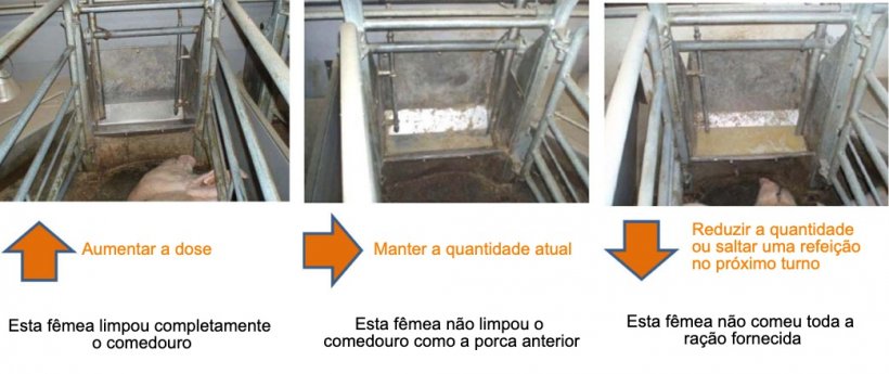 Figura 2: Pelo menos 1 vez por dia os comedouros das fêmeas devem ser verificados e, segundo o que observamos, decidir se essa fêmea deve comer mais ou não. Fonte: Pig Research Center
