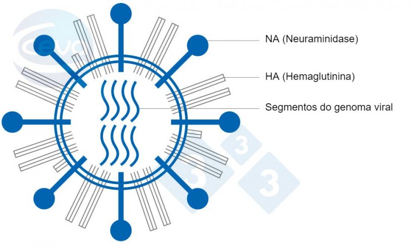 Figura 1. Representa&ccedil;&atilde;o do v&iacute;rus da influenza A.
