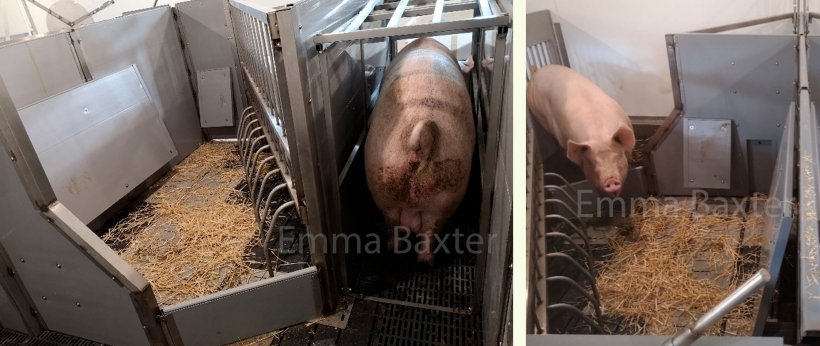 Foto 2. Um exemplo de prot&oacute;tipos deste tipo de alojamento (PIGSAFE). Fonte: Emma Baxter.
