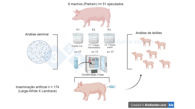 Figura 1. Resumo gr&aacute;fico do estudo.
