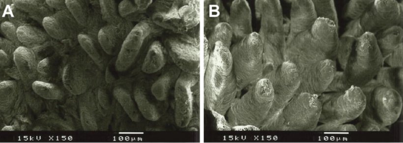 Figura 2. Imagem de microsc&oacute;pio eletr&ocirc;nico da superf&iacute;cie da mucosa duodenal em leit&otilde;es desmamados alimentados com A: dieta sem adi&ccedil;&atilde;o de fibra (altura de vilosidades: 538 &micro;m) e B: lignocelulose a 1% (altura de vilosidades: 616 &micro;m) (Adaptado de Silva-Guillen et al., 2022).
