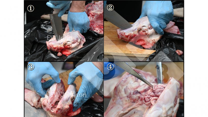 Figura 2: Para evitar a contamina&ccedil;&atilde;o cruzada ao coletar amostras de c&eacute;rebro, siga uma ordem&nbsp;durante a necropsia e use uma faca forte e esterilizada por chama (e resfriada) para abrir o cr&acirc;nio e f&oacute;rceps/tesoura flambada e resfriada para remover o c&eacute;rebro.
