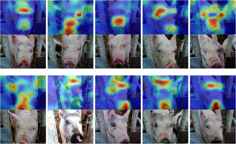 Figura 6: Reconhecimento facial aplicado na suinocultura. Fonte: Hansen et al. 2018
