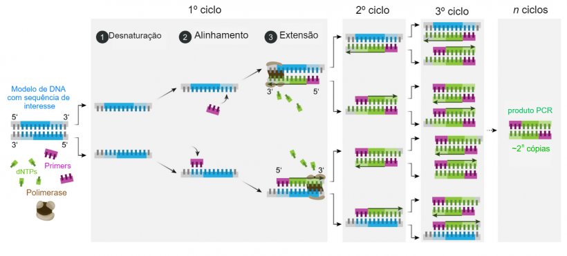 Esquema do mecanismo da PCR.
