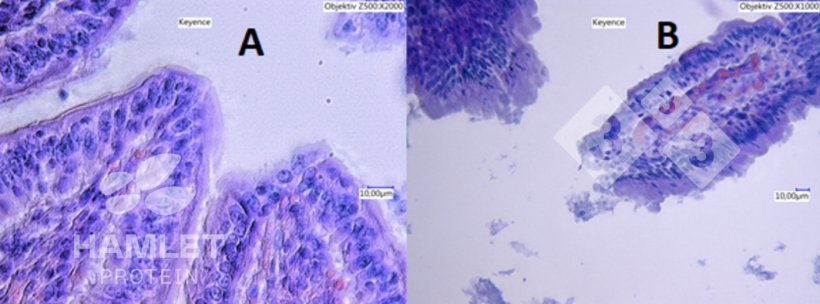 Figura 2. Imagens de microscopia eletr&ocirc;nica da mucosa intestinal de leit&otilde;es alimentados com: (A) farelo de soja processado enzimaticamente para redu&ccedil;&atilde;o do teor de fatores antinutricionais (esquerda) e (B) farelo de soja convencional (direita). Na imagem B, les&otilde;es claras podem ser vistas. Direitos autorais das imagens Hamlet Protein.
