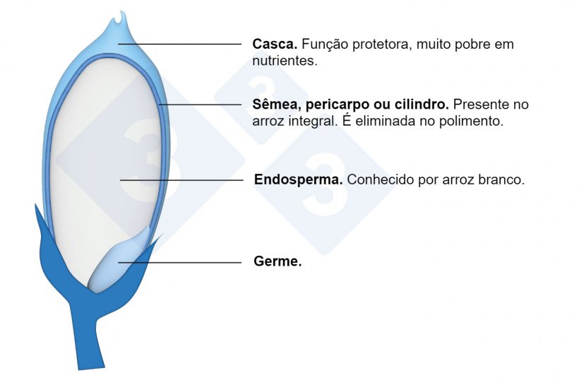 Componentes do gr&atilde;o de arroz
