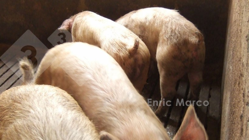 Foto 1. Retardo do crescimento em leit&otilde;es afetados por disenteria.
