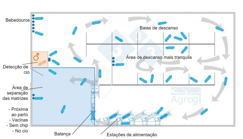 Gesta&ccedil;&atilde;o em grupo din&acirc;mico com controle de peso.&nbsp;
