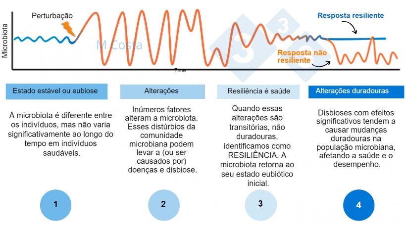 Figura 1 - Diagrama hipot&eacute;tico representando a resposta da microbiota a um dist&uacute;rbio. 1) Indiv&iacute;duos saud&aacute;veis ​​t&ecirc;m um grau normal de varia&ccedil;&atilde;o em sua microbiota, o que n&atilde;o leva &agrave; doen&ccedil;a (isso &eacute; chamado de eubiose). 2) Um dist&uacute;rbio (por exemplo, estresse t&eacute;rmico) pode levar &agrave; instabilidade da microbiota, causando doen&ccedil;as. 3) A microbiota resiliente retornar&aacute; a um estado semelhante ao anterior ao dist&uacute;rbio, no qual n&atilde;o h&aacute; doen&ccedil;a. 4) A microbiota que n&atilde;o &eacute; resiliente n&atilde;o &ldquo;se recupera&rdquo; e sofrer&aacute; de disbiose e doen&ccedil;as.
