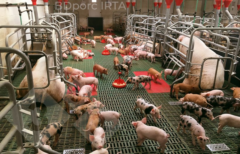 Foto 8. Lacta&ccedil;&atilde;o compartilhada: os leit&otilde;es j&aacute; socializados na lacta&ccedil;&atilde;o reduzir&atilde;o suas brigas e seu estresse ap&oacute;s o desmame. Fonte: BD porc. IRTA.
