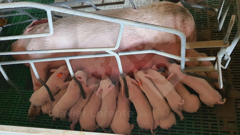 Foto 1. Leit&otilde;es amamentando ao mesmo tempo com a m&atilde;e.
