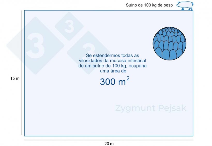 Figura 1. A mucosa intestinal de um su&iacute;no de termina&ccedil;&atilde;o de 100 kg ocupa cerca de 300m2.
