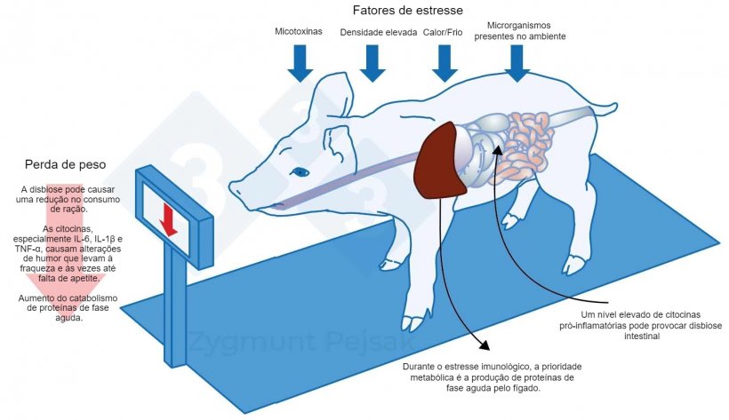 Figura 3. Um dos custos extras de um alerta prolongado &eacute; a diminui&ccedil;&atilde;o do apetite e, consequentemente, um per&iacute;odo de termina&ccedil;&atilde;o mais longo. Dado que a press&atilde;o dos fatores de estresse ambiental afeta de forma diferente cada animal, se produzir&aacute; uma diferencia&ccedil;&atilde;o no peso dos leit&otilde;es desmamados ou su&iacute;nos de termina&ccedil;&atilde;o da mesma idade. A diferen&ccedil;a de peso entre os animais da mesma idade pode ter graves consequ&ecirc;ncias econ&oacute;micas. Al&eacute;m disso, especialmente em animais jovens, uma dieta que n&atilde;o contenha nutrientes essenciais para fortalecer a resist&ecirc;ncia anti-infecciosa pode tornar os animais mais vulner&aacute;veis.
