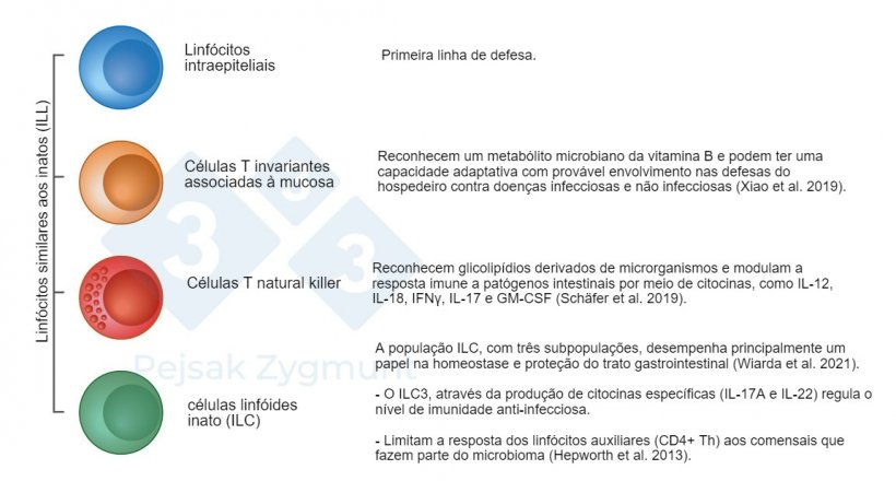 Figura 2. Entre os GALT podemos distinguir algumas popula&ccedil;&otilde;es fundamentais: os linf&oacute;citos de tipo inato (ILL) localizam-se no intestino delgado e, em menor grau, no intestino grosso, desempenham um papel importante como a produ&ccedil;&atilde;o de citocinas, mol&eacute;culas citot&oacute;xicas e pept&iacute;deos antimicrobianos&nbsp;(Hepworth et al., 2013; Sch&auml;fer et al., 2019; Wiarda et al., 2020; Wiarda et al., 2021; Xiao et al., 2019).
