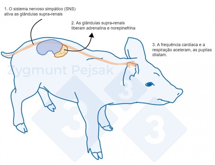 Figura 1. Ap&oacute;s um estressor, o sistema simp&aacute;tico estimula as gl&acirc;ndulas adrenais a liberar adrenalina e norepinefrina. A ativa&ccedil;&atilde;o do sistema simp&aacute;tico em su&iacute;nos pode ser medida pela cromogranina A (CgA).
