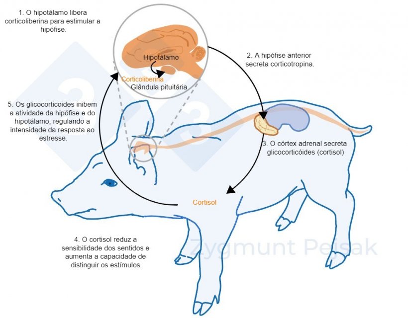 Figura 2. Minutos ou&nbsp;horas ap&oacute;s a ocorr&ecirc;ncia do estresse, o eixo hipot&aacute;lamo-hip&oacute;fise-adrenal (HPA) &eacute; ativado. A hip&oacute;fise secreta corticotropina que, ao atingir o c&oacute;rtex adrenal, provoca a secre&ccedil;&atilde;o de glicocorticoides, entre eles o cortisol. Os glicocortic&oacute;ides inibem a atividade da gl&acirc;ndula pituit&aacute;ria e do hipot&aacute;lamo, regulando assim a intensidade da resposta ao estresse. O cortisol tem sido amplamente utilizado como marcador de estresse em su&iacute;nos, bem como um teste n&atilde;o invasivo de saliva.
