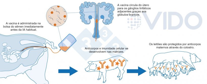 Figura 1. Proposta de mecanismo para a vacina intrauterina: a&nbsp;vacina intrauterina &eacute; administrada no &uacute;tero&nbsp;durante a insemina&ccedil;&atilde;o artificial padr&atilde;o ou p&oacute;s-cervical para gerar uma resposta imune celular e mediada por anticorpos nas matrizes. S&atilde;o produzidos anticorpos colostrais, que s&atilde;o transmitidos aos leit&otilde;es.
