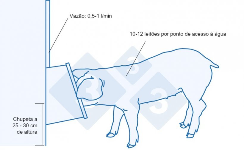 Recomenda&ccedil;&otilde;es para o bebedouro de leit&otilde;es rec&eacute;m-desmamados.
