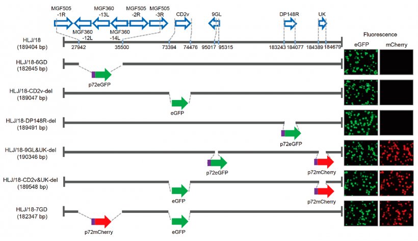 Figura 1. Gera&ccedil;&atilde;o e avalia&ccedil;&atilde;o da virul&ecirc;ncia de diferentes v&iacute;rus da peste su&iacute;na africana (PSA) com genes deletados. Representa&ccedil;&atilde;o esquem&aacute;tica de genes e regi&otilde;es deletados em cada v&iacute;rus da PSA com genes deletados. Os segmentos g&ecirc;nicos deletados foram substitu&iacute;dos pelos genes marcadores p72eGFP, eGFP ou p72mCherry. &Agrave; direita do diagrama s&atilde;o mostrados os macr&oacute;fagos alveolares de su&iacute;nos prim&aacute;rios infectados com o v&iacute;rus que expressam diferentes fluoresc&ecirc;ncias. As posi&ccedil;&otilde;es de nucleot&iacute;deos que indicam limites de dele&ccedil;&atilde;o em rela&ccedil;&atilde;o ao genoma do v&iacute;rus HLJ/18 ASF s&atilde;o especificadas.
