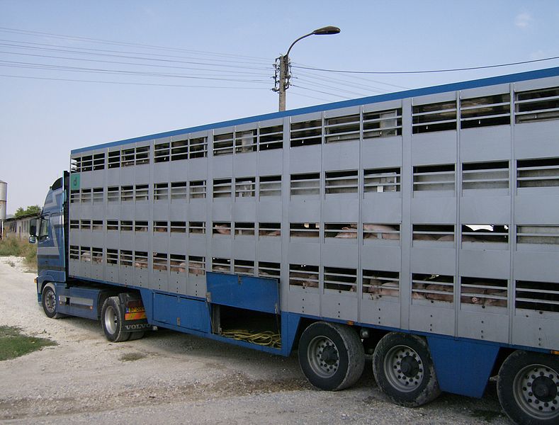 transporte animales