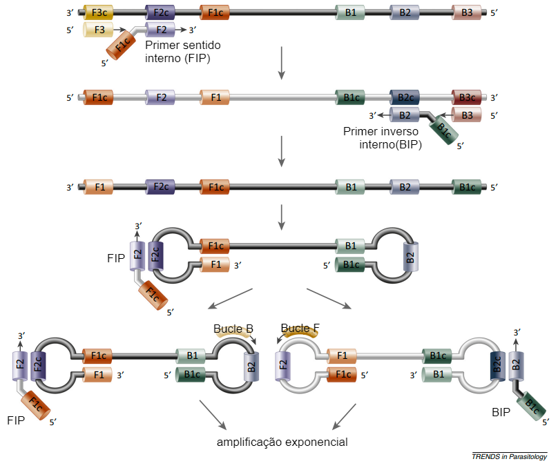 Figura 2. Forma&ccedil;&atilde;o de loops de DNA na rea&ccedil;&atilde;o da polimerase no m&eacute;todo LAMP. Fonte: Alhassan et al. 2015.
