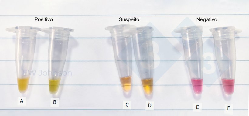 Figura 3. Tubos de microcentr&iacute;fuga de um teste in situ do m&eacute;todo LAMP em um caso de PSA. A: ba&ccedil;o de uma matriz, B: fluidos orais da mesma matriz&nbsp;(A), C-F: fluidos orais suspeitos e negativos.
