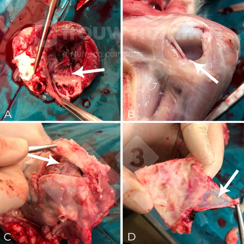 Figura 2.

(A-C) Coleta de amostra na necropsia, incluindo aspecto macrosc&oacute;pico de meningite fibrino-supurativa difusa (D). O agente etiol&oacute;gico foi confirmado como Streptococcus suis sorotipo 2 por sorotipagem e a sequ&ecirc;ncia do tipo 1 por multilocus sequence tiping (MLST).
