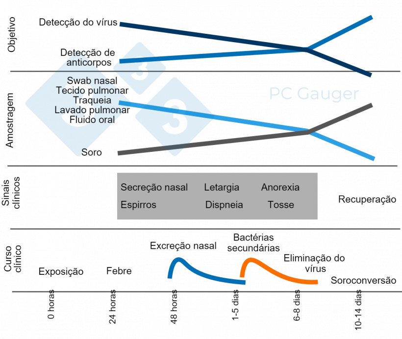 Figura 1. Amostragem destinada &agrave; detec&ccedil;&atilde;o e diagn&oacute;stico direto ou indireto do v&iacute;rus influenza A em su&iacute;nos. A amostragem para detec&ccedil;&atilde;o direta deve ser feita durante a excre&ccedil;&atilde;o do v&iacute;rus, no in&iacute;cio do curso da doen&ccedil;a. A detec&ccedil;&atilde;o indireta de anticorpos influenza deve ser realizada ap&oacute;s a elimina&ccedil;&atilde;o do v&iacute;rus e &eacute; direcionada &agrave; resposta imune contra a infec&ccedil;&atilde;o.
